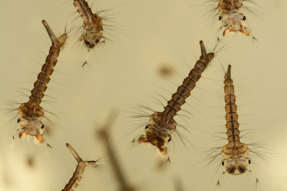 为什么蚊子这几年频繁出现,蚊子是怎么突然出现的