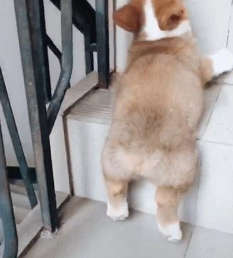 柯基犬的七个弱点最好不要吓唬它,柯基犬的几大优点你一定要知道