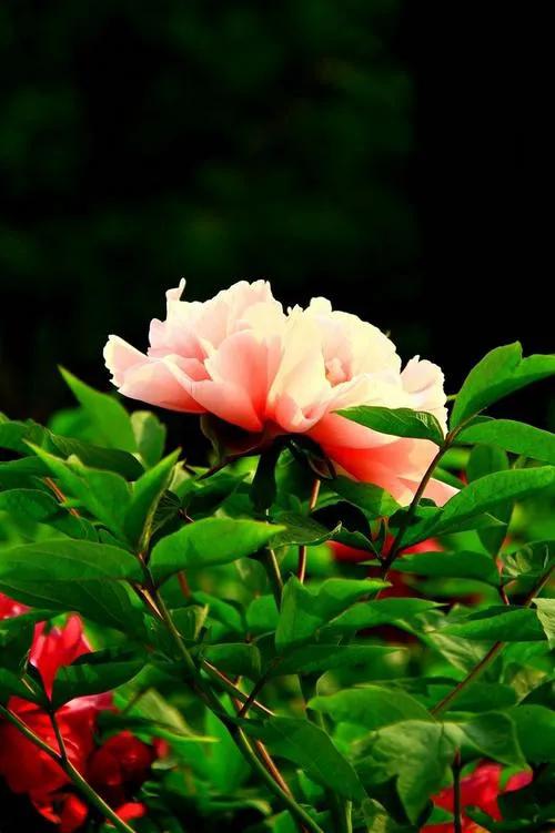 两个各自有家的人怎么处理感情,两个有家的人相爱怎么相处