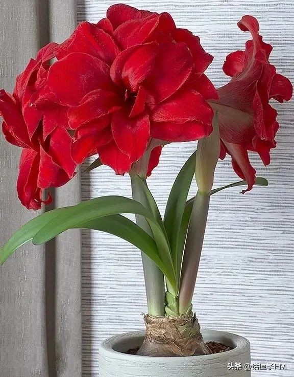 上海春节年宵花选购指南,新年将至充满年味的年宵花不能少