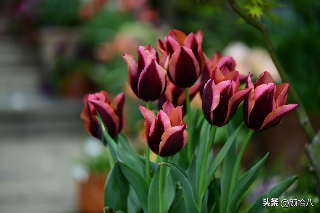 盘点今年河马花园里最美的几款郁金香|园丁