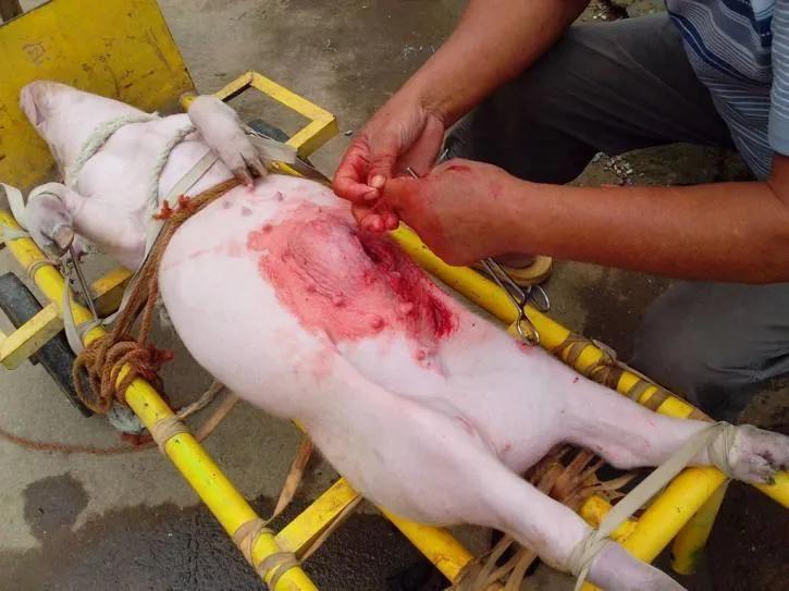 养猪技术：猪疝气的病因和治疗方案