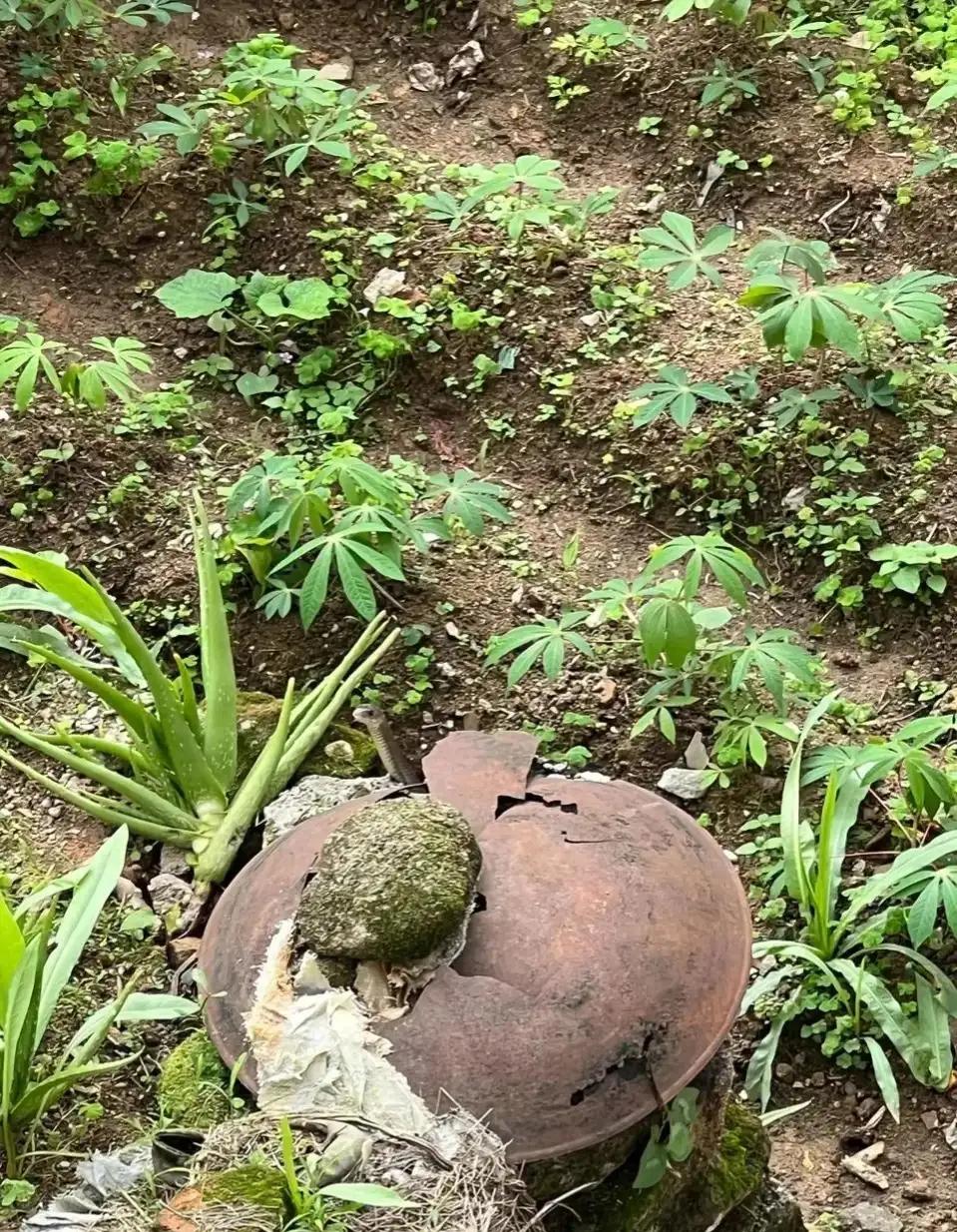 滑鼠蛇厉害还是眼镜蛇厉害,农田判断眼镜蛇的方法