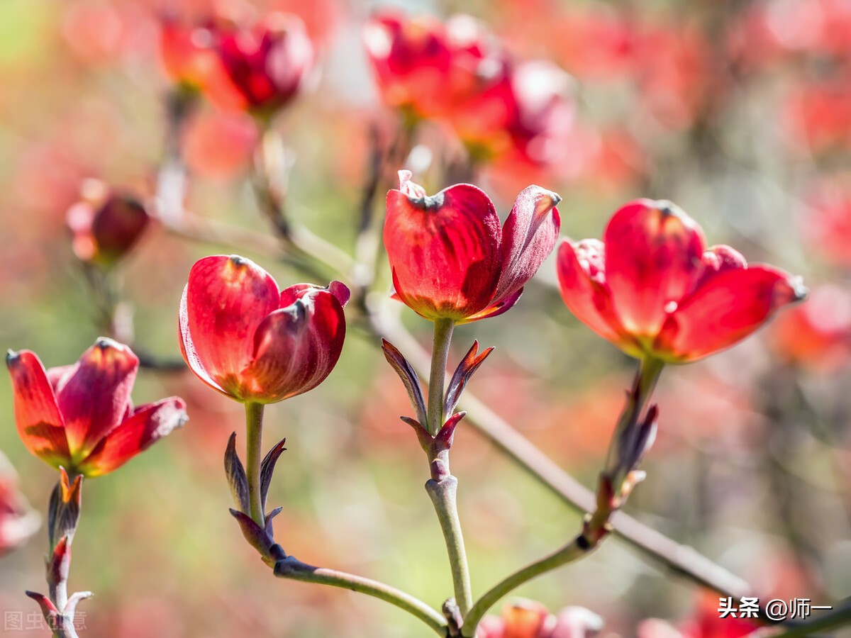 九月九日重阳节习俗视频,九月九日重阳节古人都有哪些习俗
