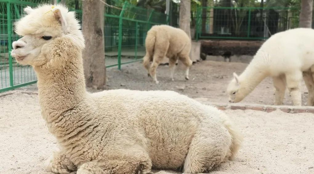 六一童真之旅,欢乐过六一儿童创意作品