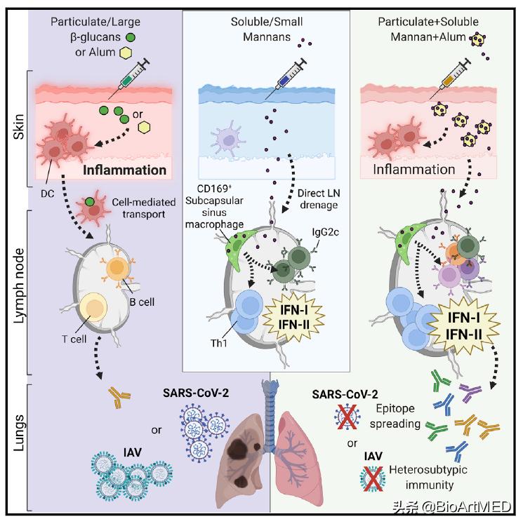 甘露聚糖凝集素作用,葡聚糖免疫调节剂
