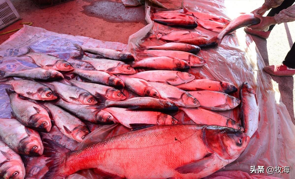 滇池蓝藻治理花费,官方回应滇池池水变绿蓝藻泛滥