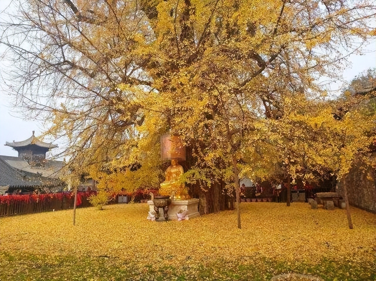 一棵树就是一道风景,一棵树就是一座岛