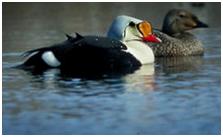 鸟类在分类学中统称为什么,鸟纲分类总表