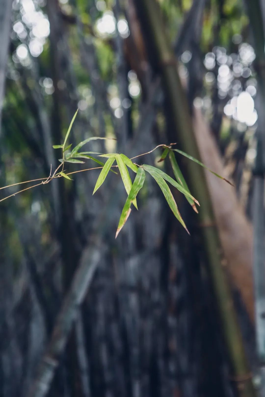 罗湖好玩拍照打卡地方推荐,罗湖游玩地点打卡攻略
