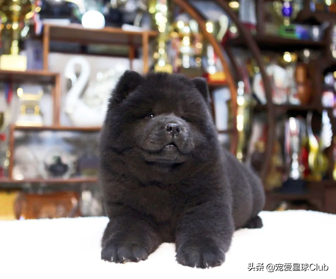 猛犬松狮犬图片,松狮犬是大型犬还是小型犬