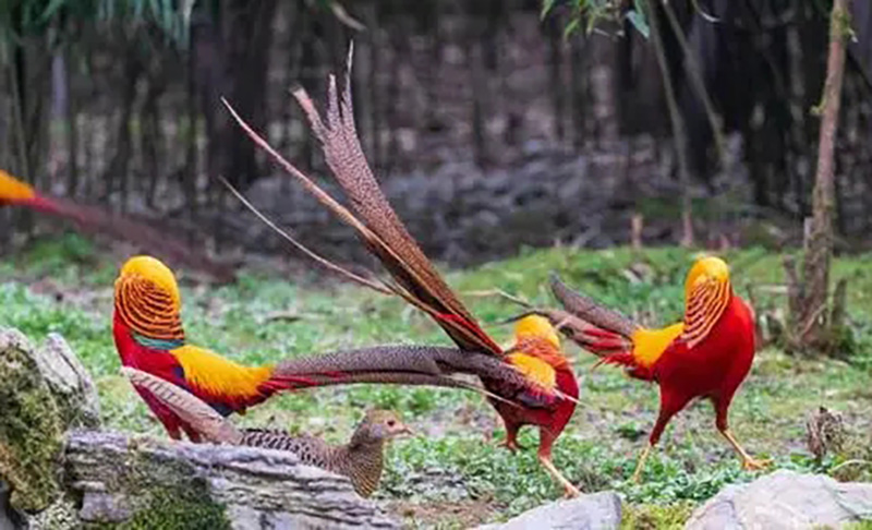 山西老农发现凤凰,山西老农发现2只凤凰精心养4年