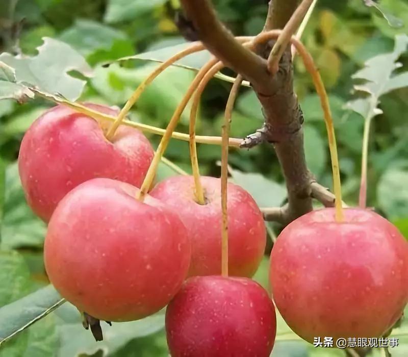 真正的山西孝义土话方言,山西孝义土话大全集