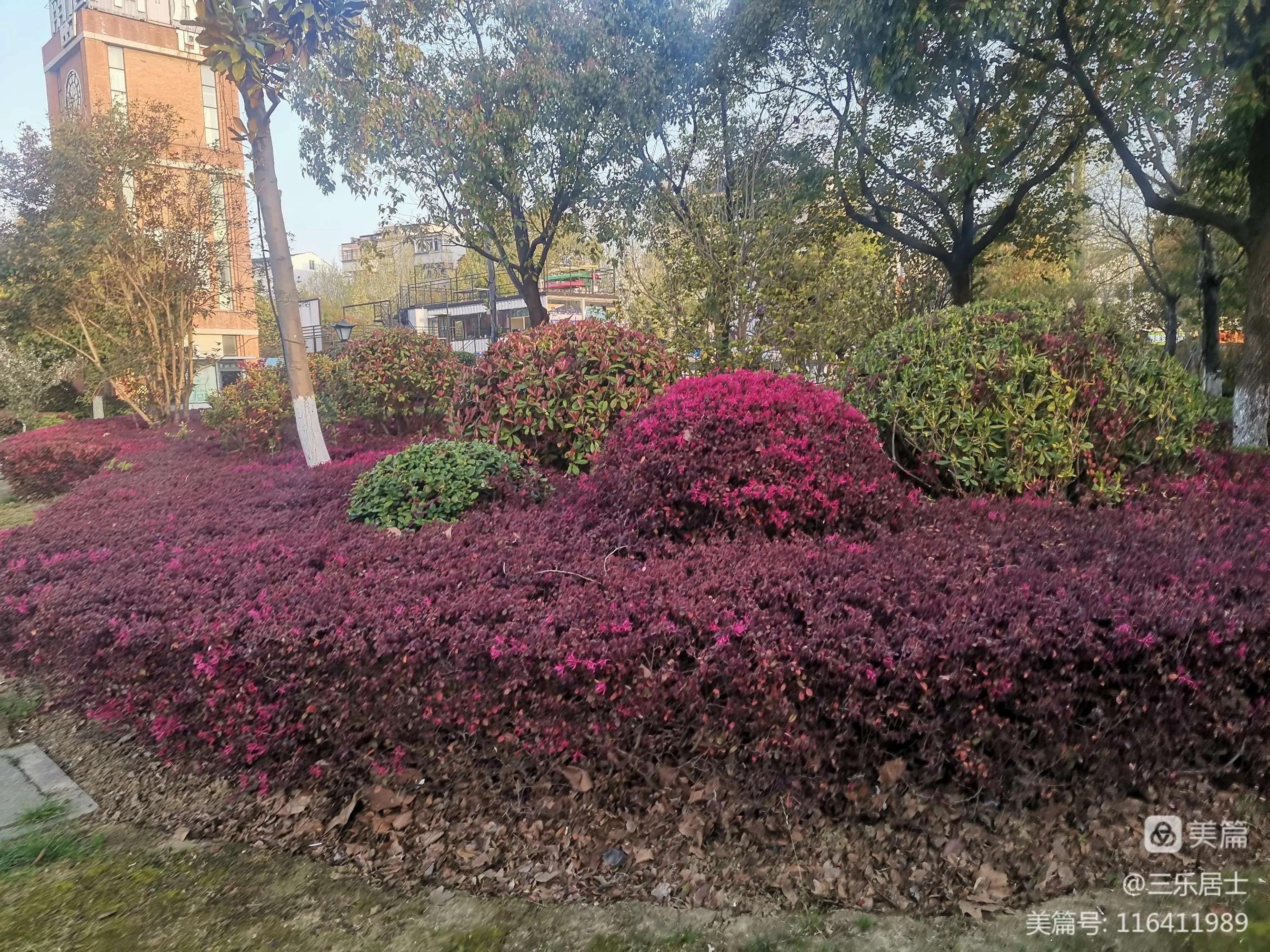 红花檵木的历史故事,白花檵木