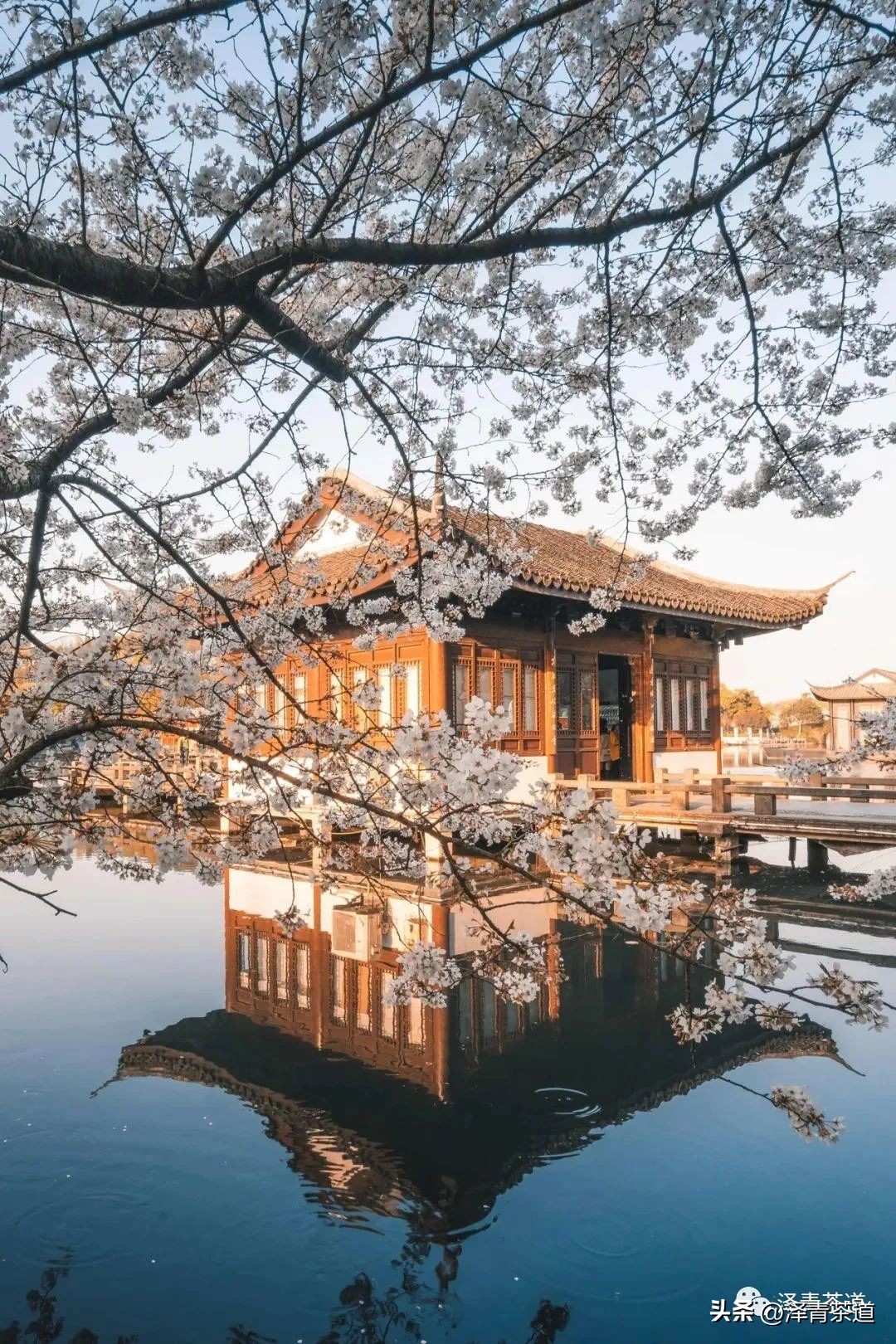 中国茶叶第一产茶大省,陕西中国茶叶第一大省