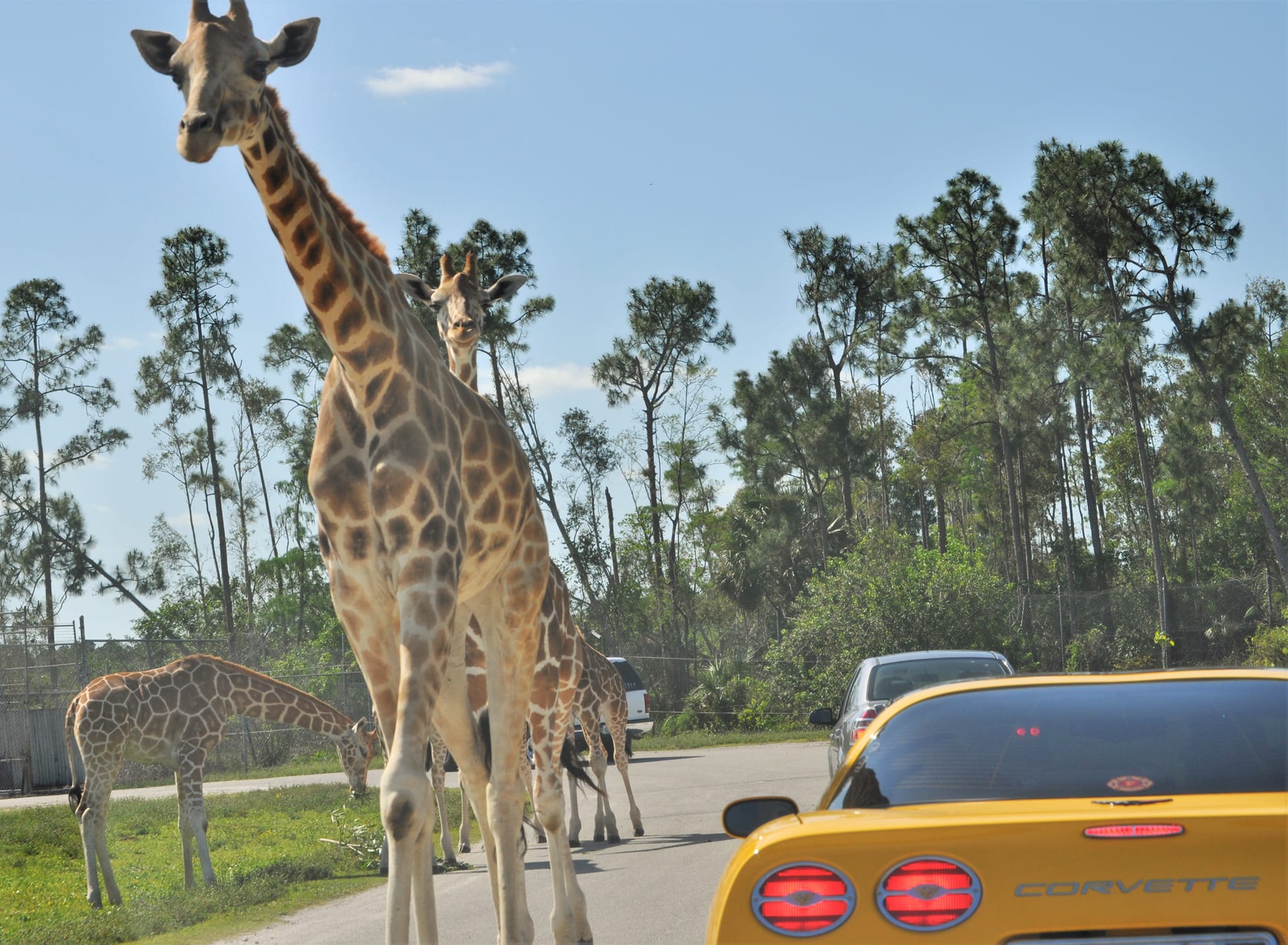 儿童节特辑盘点,六一儿童节遛娃篇