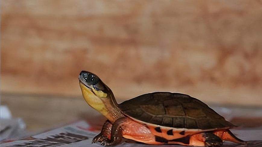 金钱龟的生物学特性及人工繁殖,野生金钱龟的生活习性