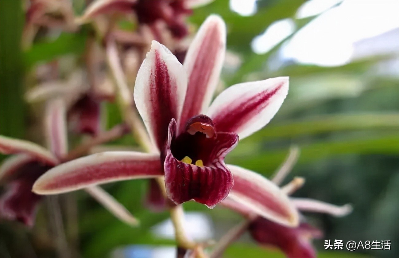 带你认识中华兰花纹瓣兰,顶级纹瓣兰图片
