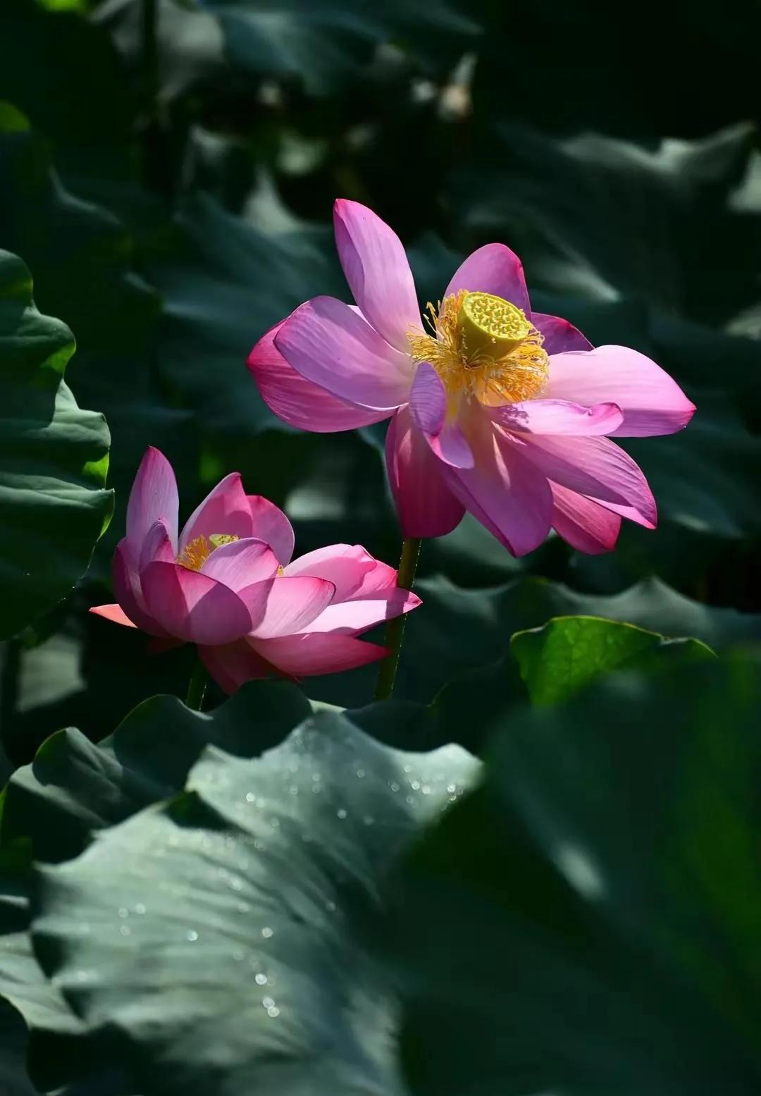 惊艳千年的“花之仙子”，唯美了整个夏天