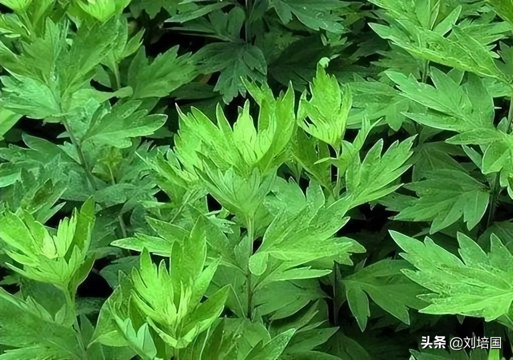 玩印泥视频大全,玩水印泥的人