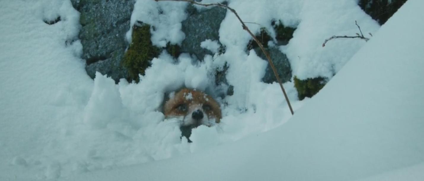 适合儿童假期观看的电影,儿童节就看这十部最好玩的电影