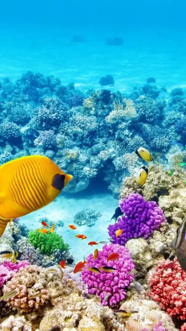 海底世界高清大图壁纸,手机动态海底世界鱼壁纸