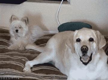 拉布拉多什么颜色帅气又好看,拉布拉多各个颜色的颜值对比