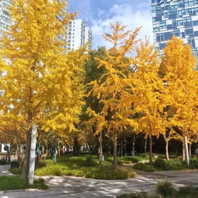 枫红、杏黄，色彩“撞”得明媚，徐汇的初冬抬头是画，低头为诗