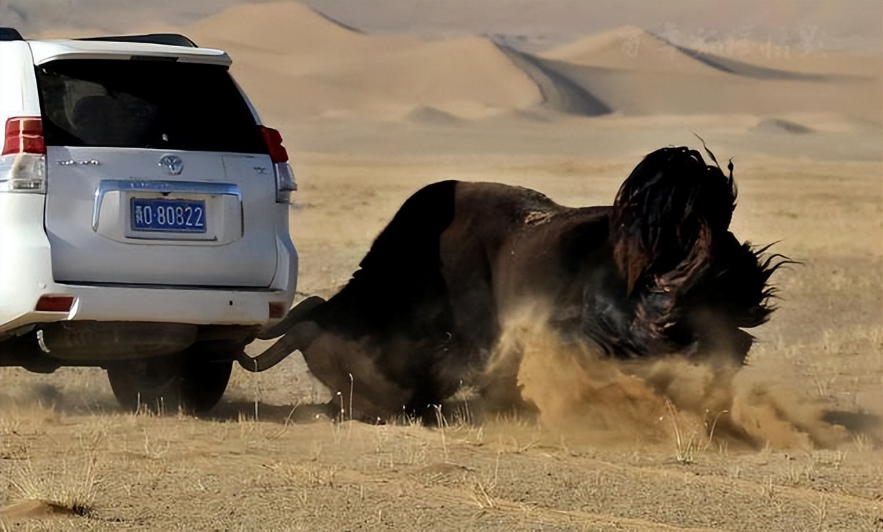 被狼群救下的藏獒,西藏一头孤狼咬死七只藏獒
