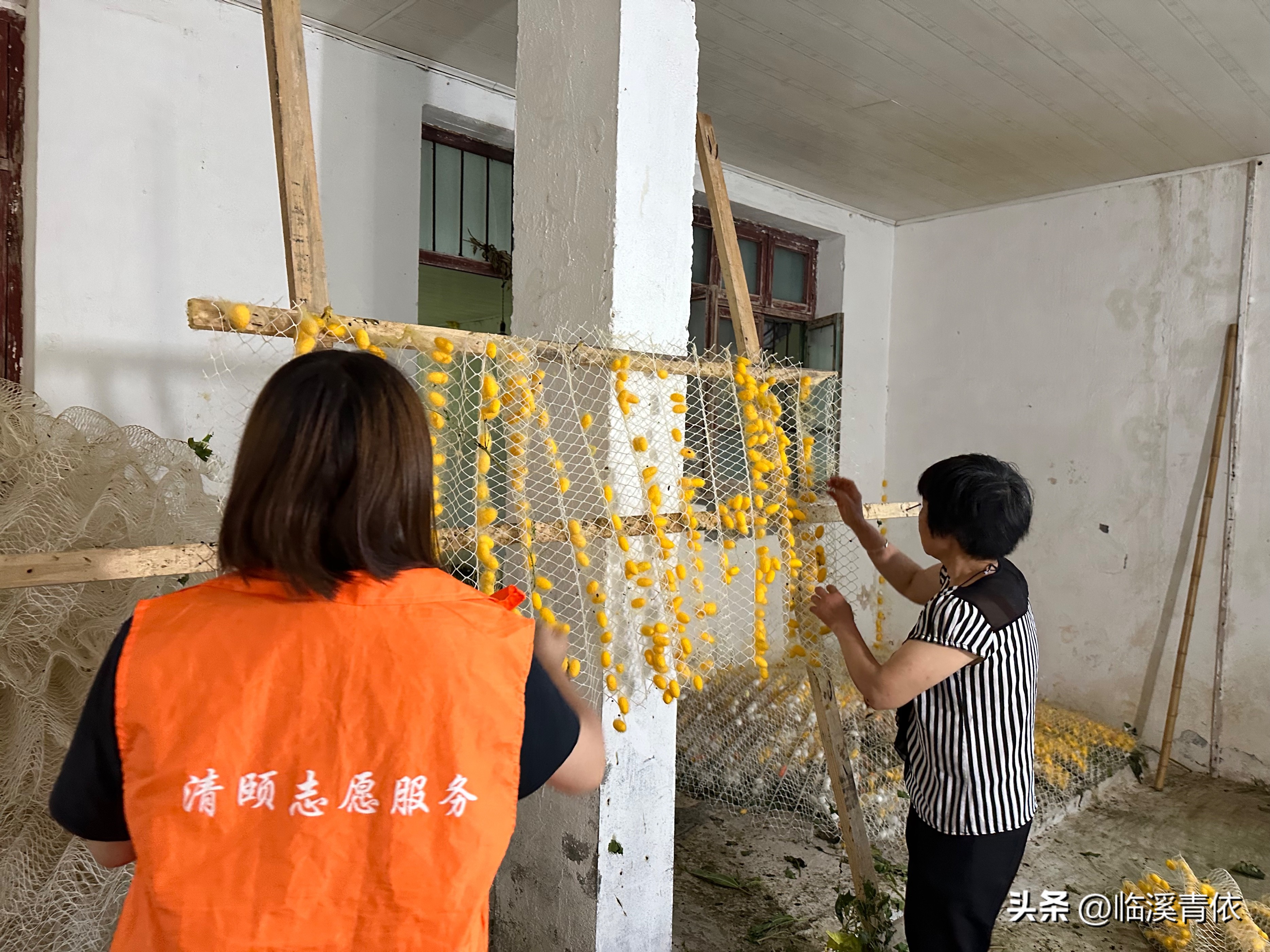 五心吾安——五彩蚕茧致富增收