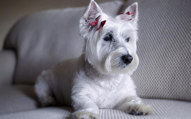 新手养狗适合养比熊吗,新手养狗注意事项及养殖方法