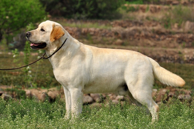 拉布拉多身上有螨虫会死吗,拉布拉多身上有菌吗