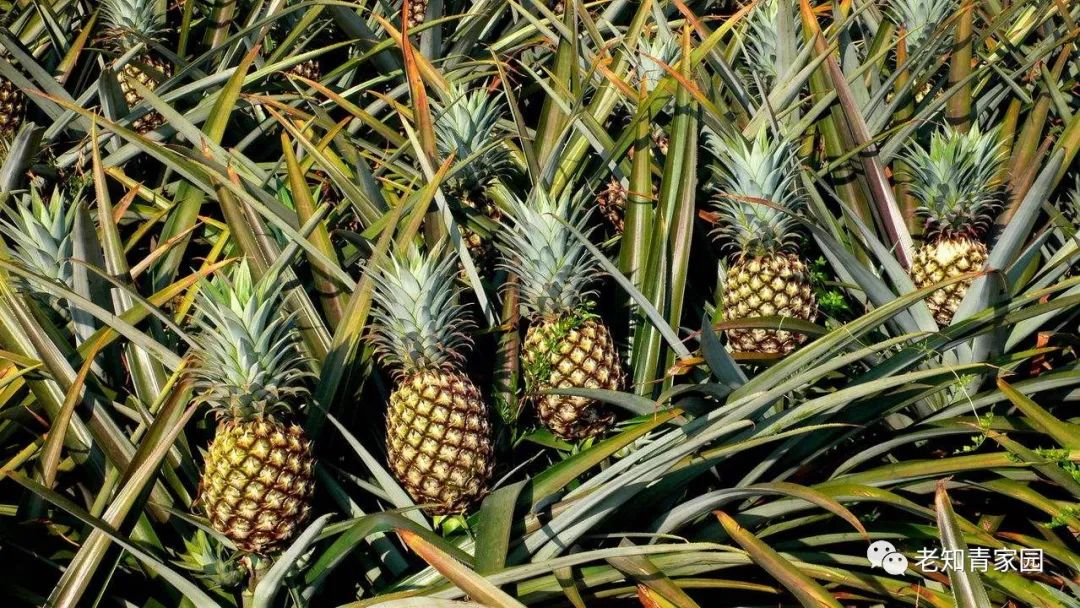 在农村当知青七八十年代,回想在农村插队时