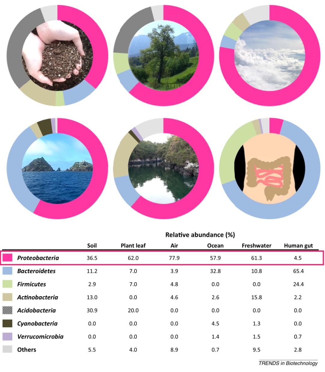变形菌门的功能,肠道变形菌门