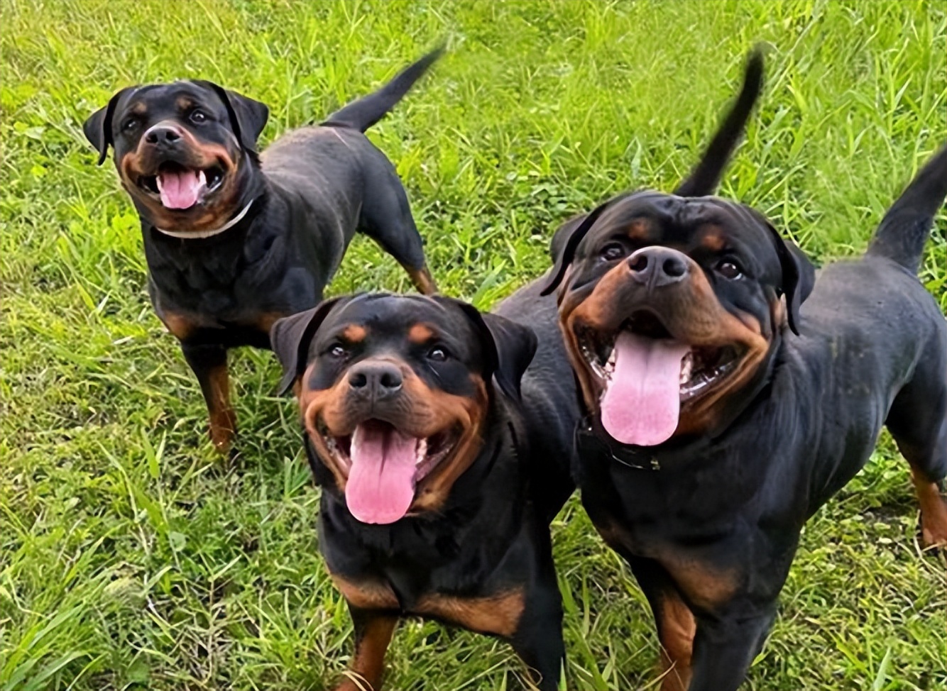 绝对听从主人命令的狗大型犬,既能护卫又能看家的大中型犬