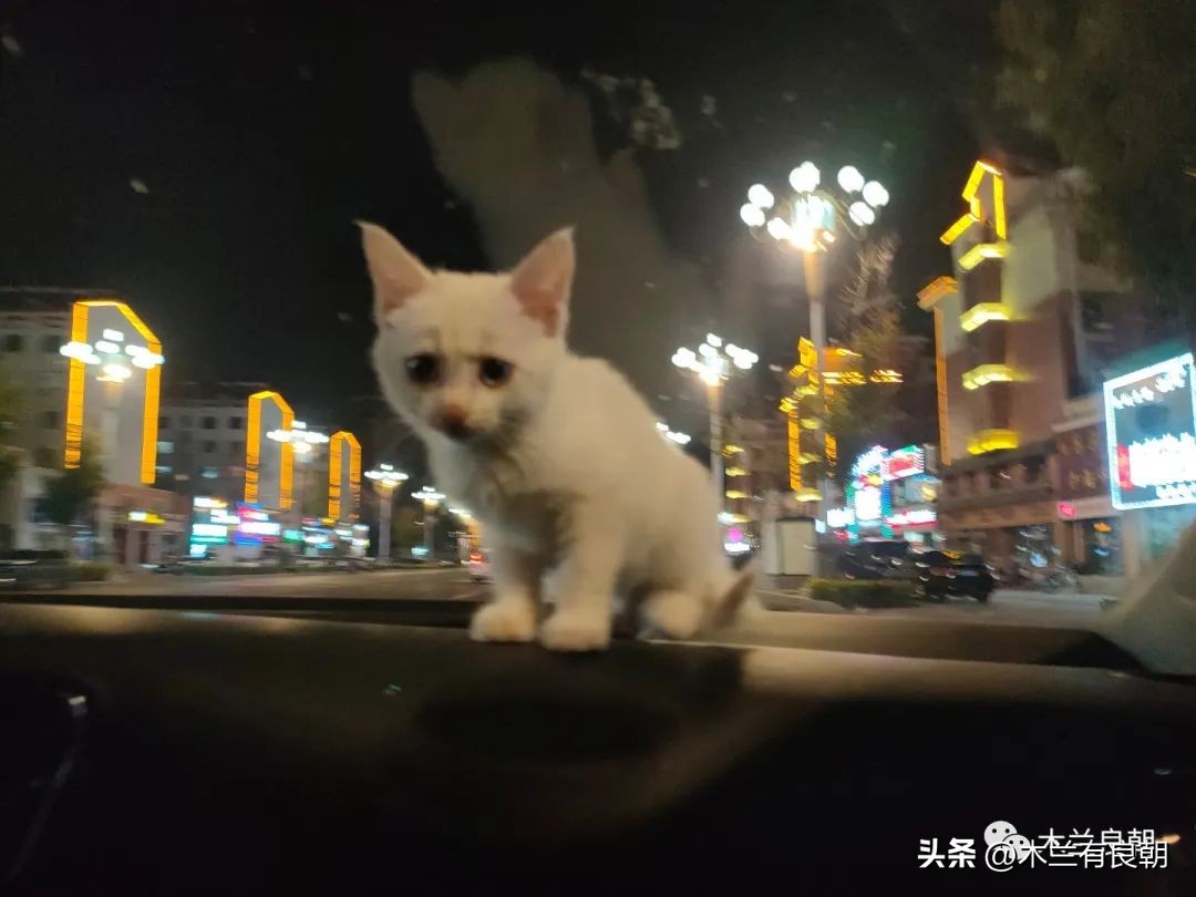 这回这妖精是真的要拆家了