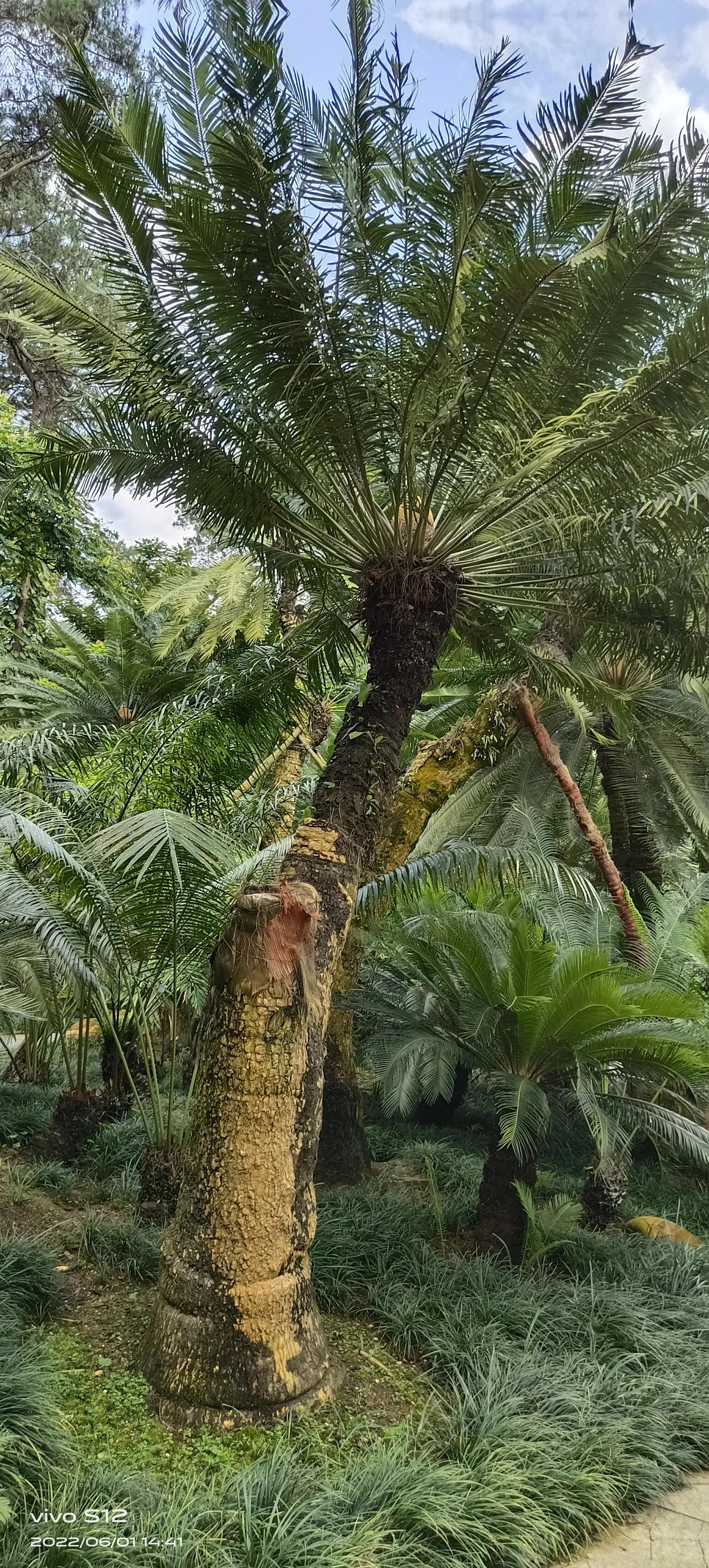 千年铁树开花完整版,千年铁树开花打一小说名