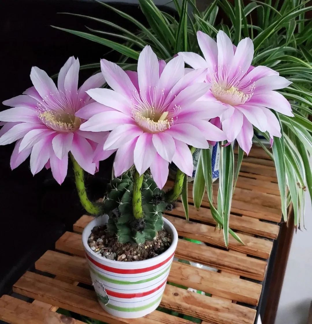 100种刺花图片,刺球花卉图片大全