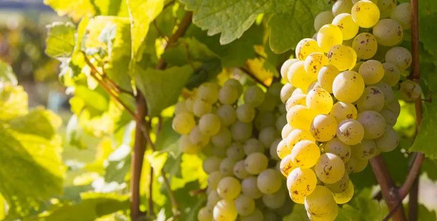 哪款葡萄酒性价比比较高,新疆有什么性价比高葡萄酒