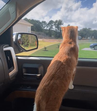 捡来的小橘把狗当妈妈,开始逐渐狗化,一起拆家、听指令、游泳…