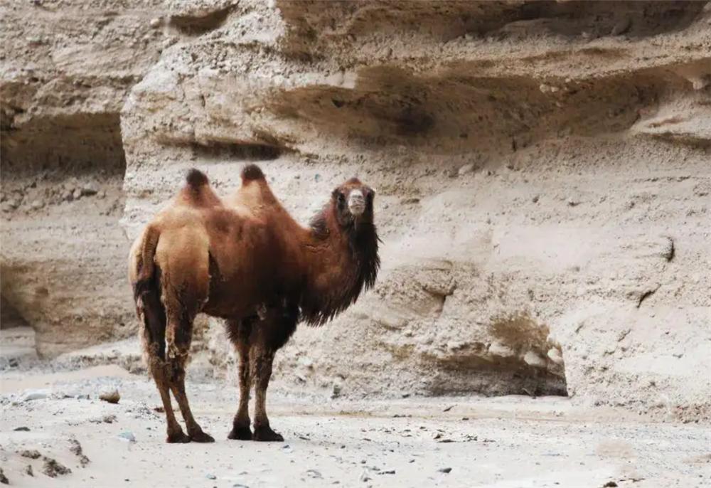 狼群围攻藏野驴400公斤,戈壁滩发现野生骆驼