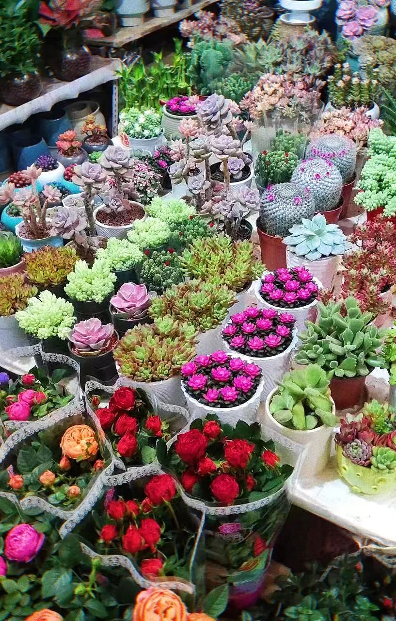 雨雪天气,来济南这些宝藏花市再合适不过了!快去把春天的浪漫抱回家吧!