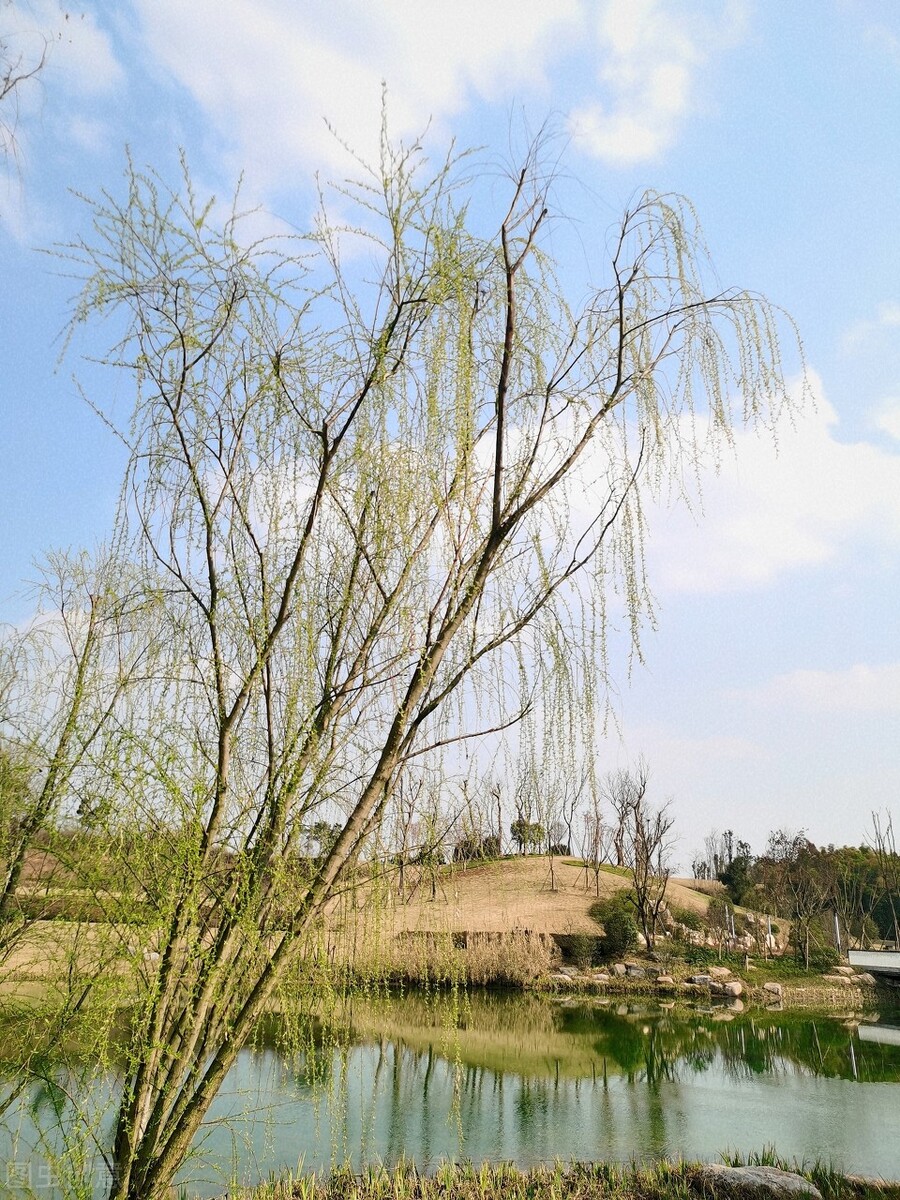 风吹杨柳万千条选段,风吹杨柳万千条指什么生肖