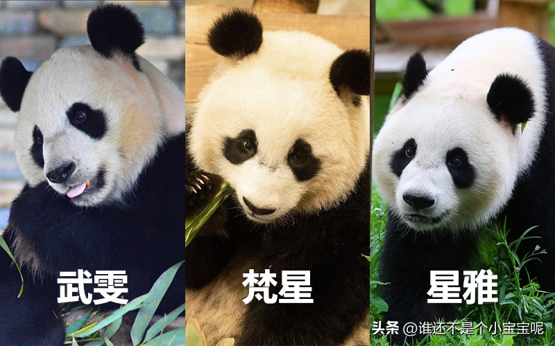 目前在国外的大熊猫有几只,大熊猫国外租借了多少只