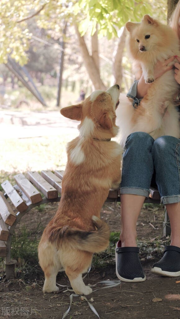 柯基几个月后不会咬主人的脚和手,柯基咬脚后跟矫正方法
