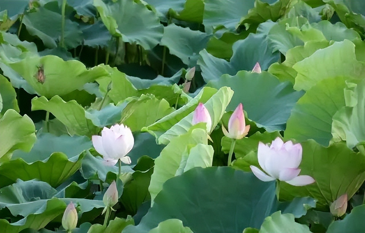 莲花白的近况,莲花白现在叫什么