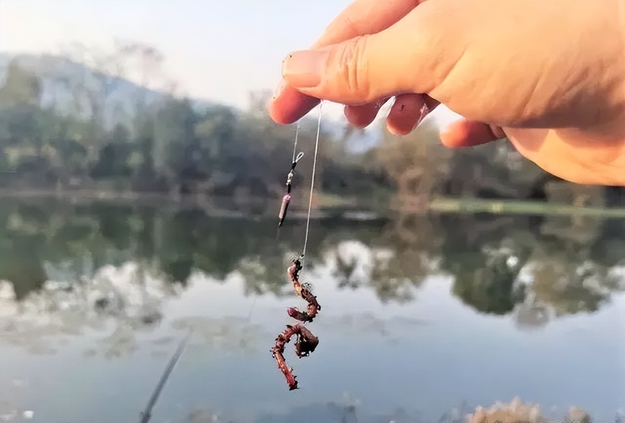 冬天钓鲫鱼用红虫还是蚯蚓好,冬季野钓鲫鱼用蚯蚓还是红虫好