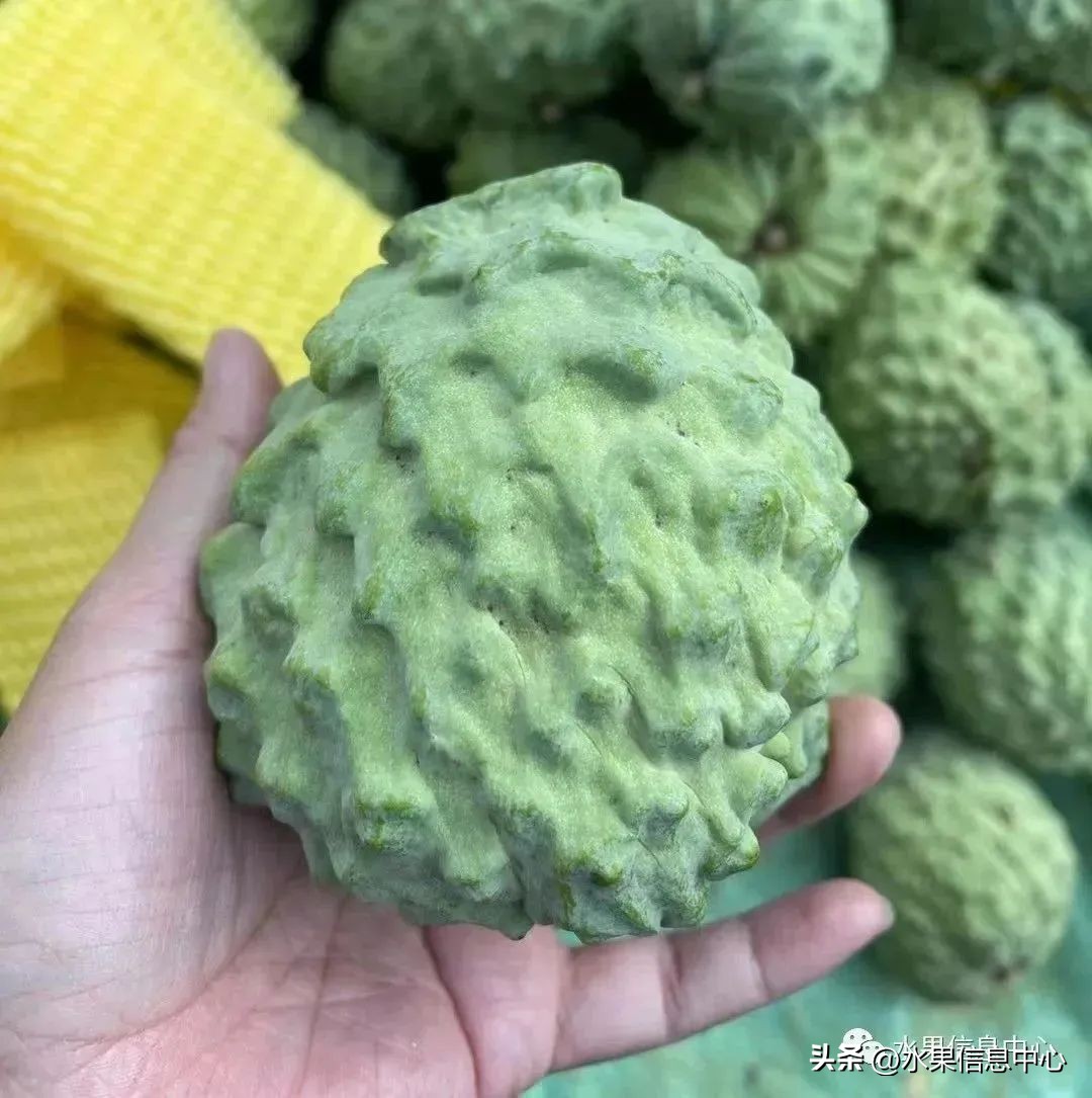 榴莲释迦又叫什么,释迦图片高清大图