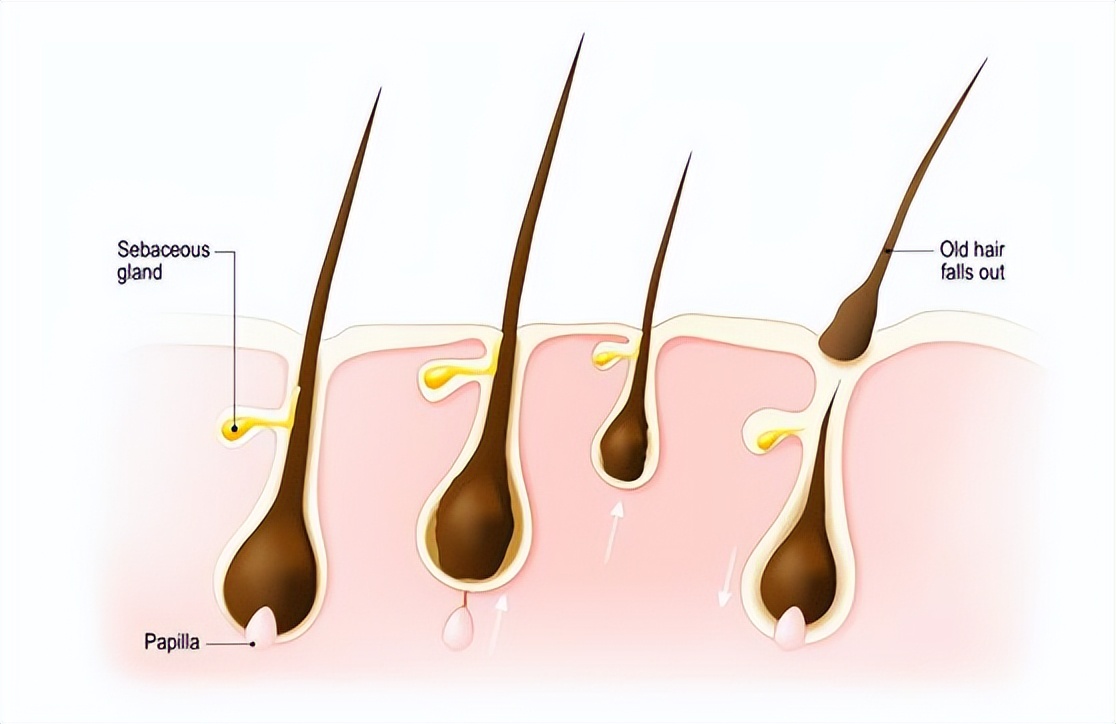 有些人为什么没有毛发,为什么有的人没有什么汗毛