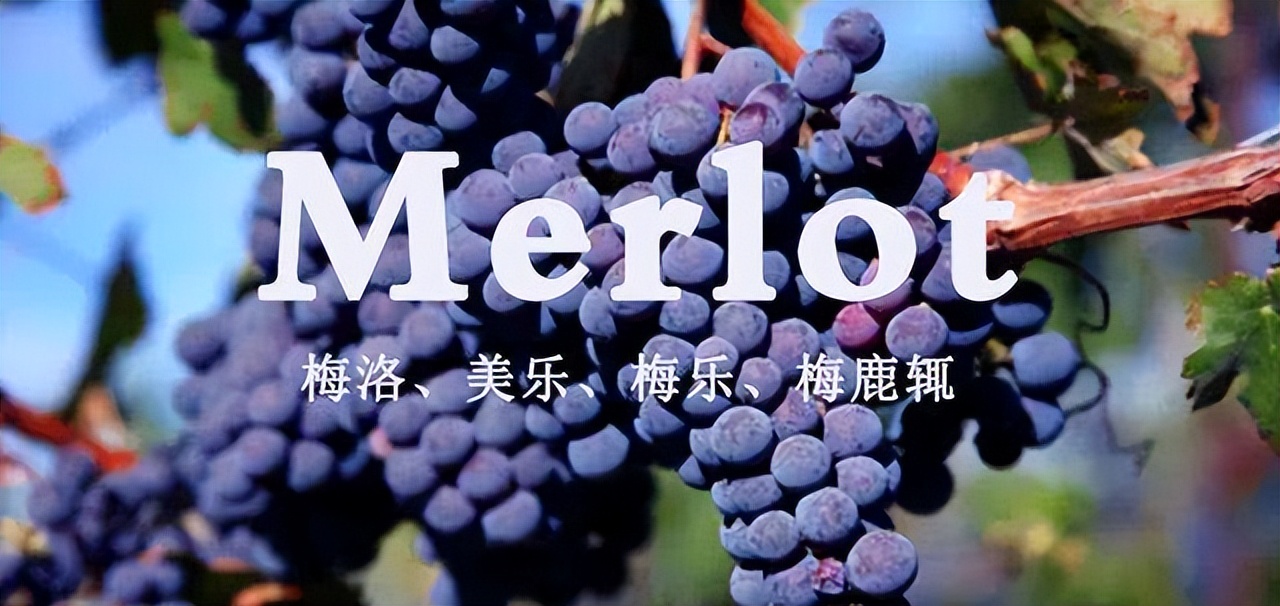 红酒葡萄酒知识大全,葡萄酒红酒知识大全